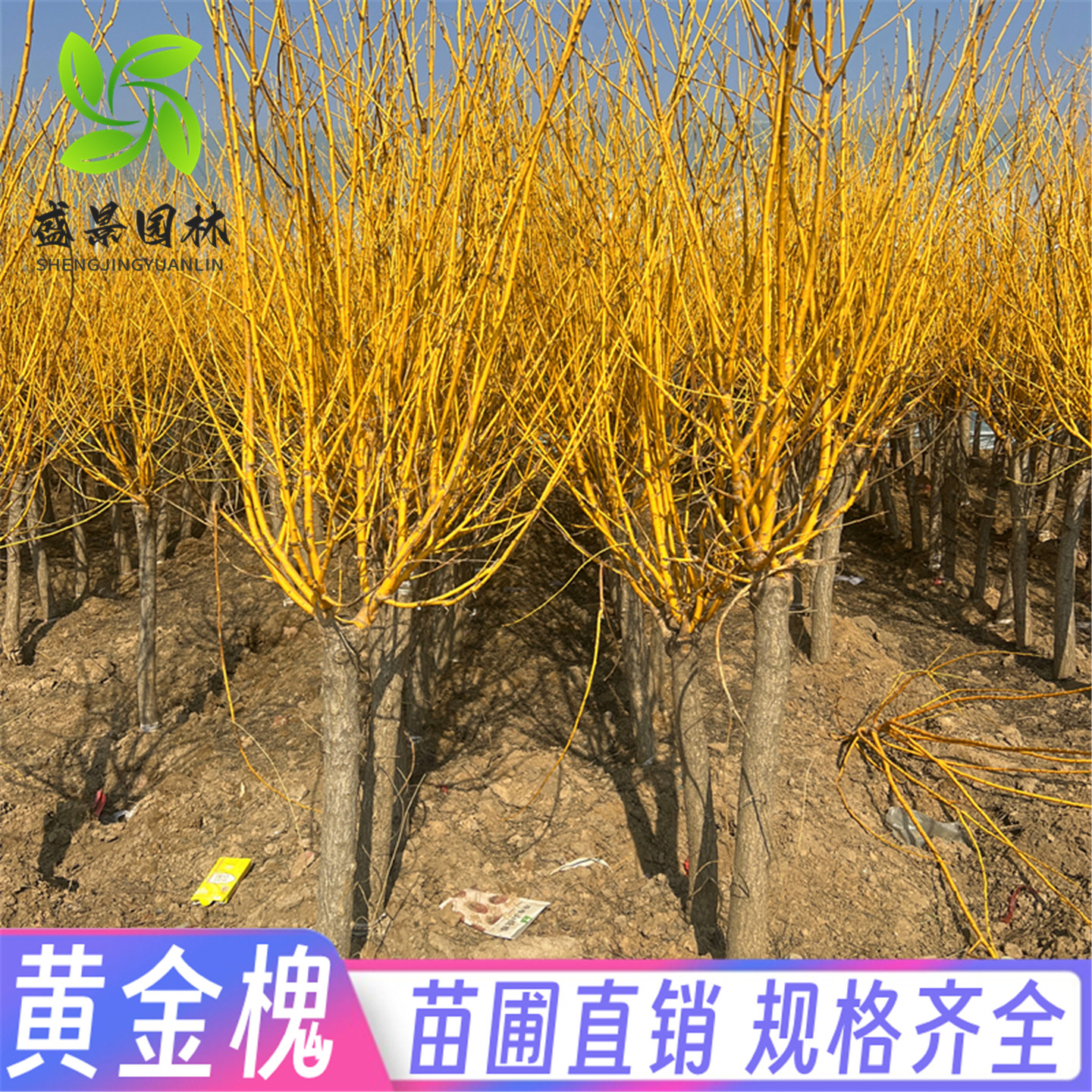 黄金槐树苗庭院绿化苗龙爪槐树苗金枝国槐苗嫁接金丝槐垂槐刺槐