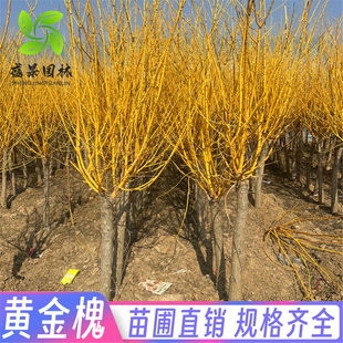 黄金槐树苗庭院绿化苗龙爪槐树苗金枝国槐苗嫁接金丝槐垂槐刺槐