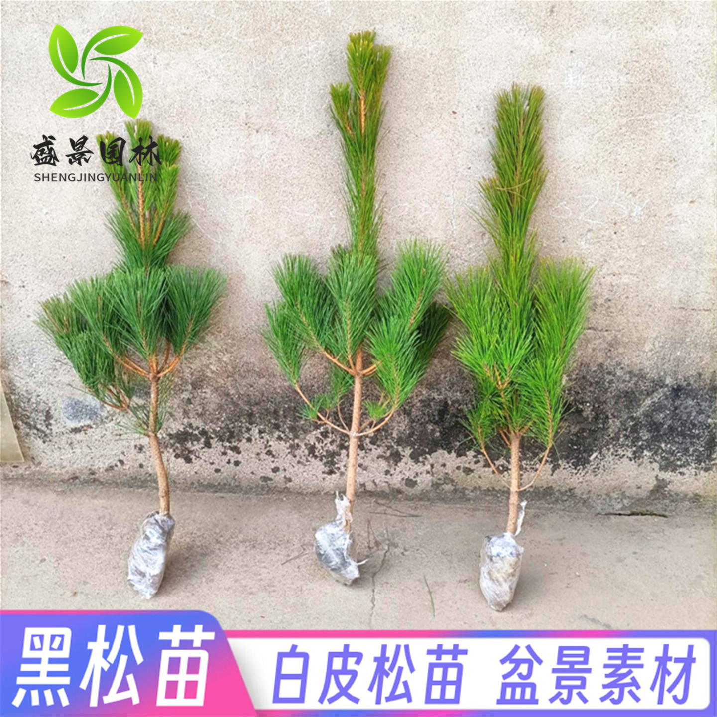 黑松树苗盆景素材苗荒山复绿松树苗松柏四季常青耐寒耐旱日本黑松