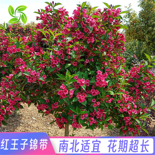 红王子锦带苗高杆锦带树庭院耐寒风景树绿篱花卉盆栽五彩锦带树苗