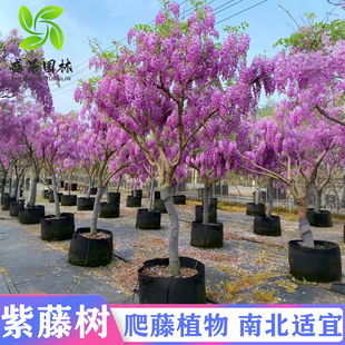 紫藤树苗爬藤植物老桩阳台盆栽长穗多花紫藤萝花苗庭院门前风景树