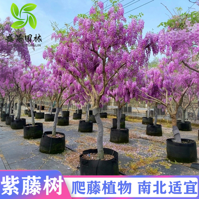 丰花长穗紫藤老桩树苗爬藤植物