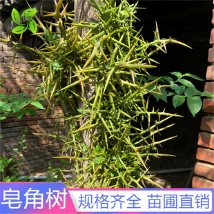 大刺皂角树苗皂荚树苗南北方药用皂荚树绿化庭院地栽造刺树篱笆苗