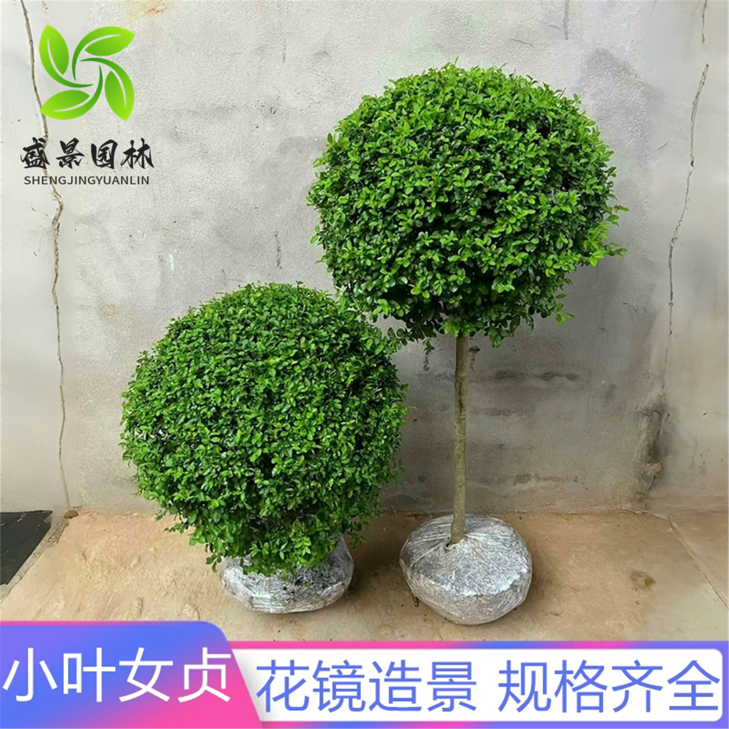 小叶女贞球棒棒糖造型树四季常青