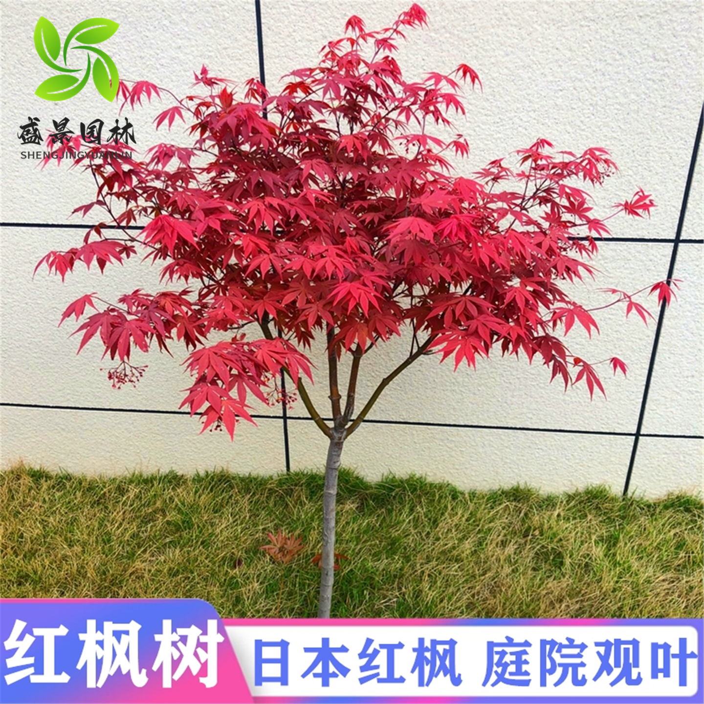 日本红舞姬耐寒彩色红枫树苗