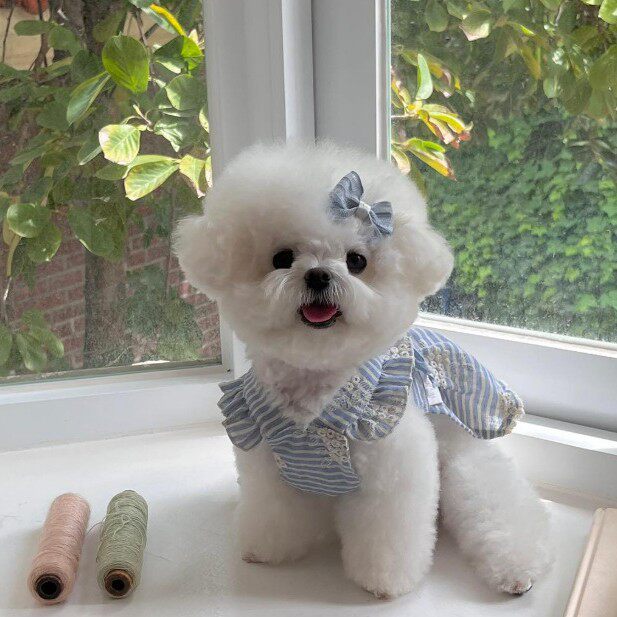 阿福猫春夏新款狗狗猫咪裙子宠物狗宠物服装/雨衣