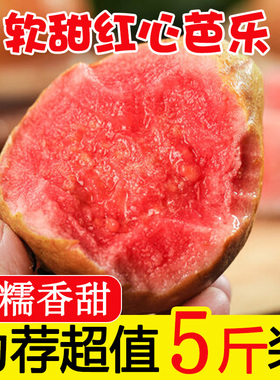 福建红心芭乐水果新鲜包邮低糖中小果翻蕃番石榴胭脂红四季巴乐果