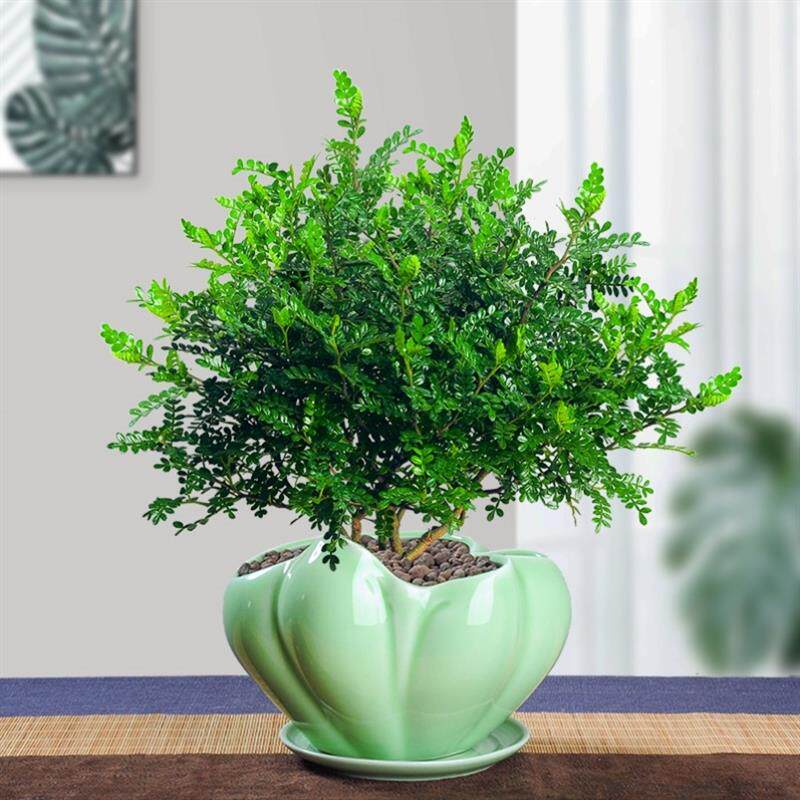 防赶熏蚊子的植物熏蚊草蚊子怕的除蚊植物祛区去文草驱蚊驱蝇香花