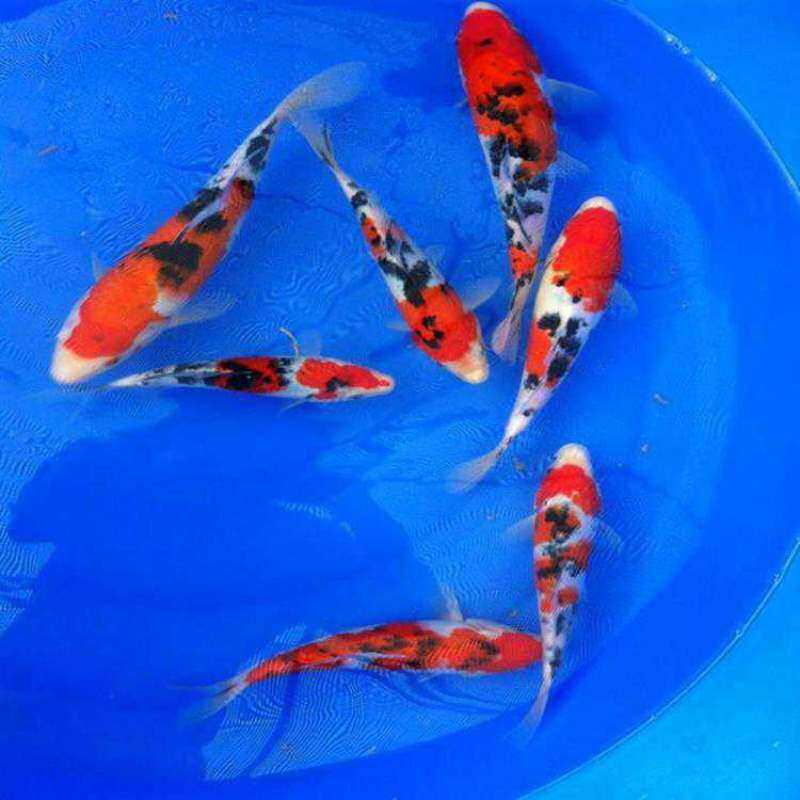 精品昭和淡水x锦鲤纯种火鲤大小型大正三色冷观赏鱼包邮包