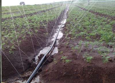水袋白色四季透明带浇地滴管带菜地农用水管喷滴管带多用途灌水