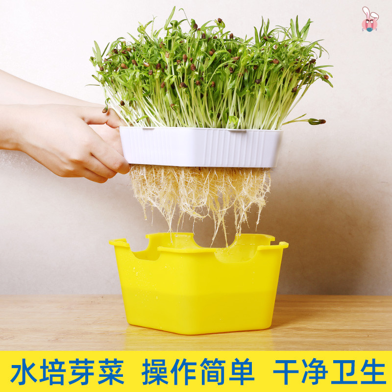 创意可爱儿童幼儿园植物迷你 小盆栽diy种植水培蔬菜食用室内桌面