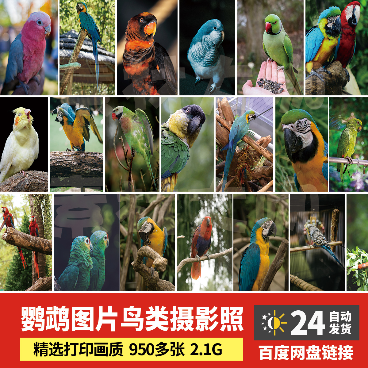 高清图库 鹦鹉图片动物鸟类摄影照片手机电脑桌面背景壁纸jpg763