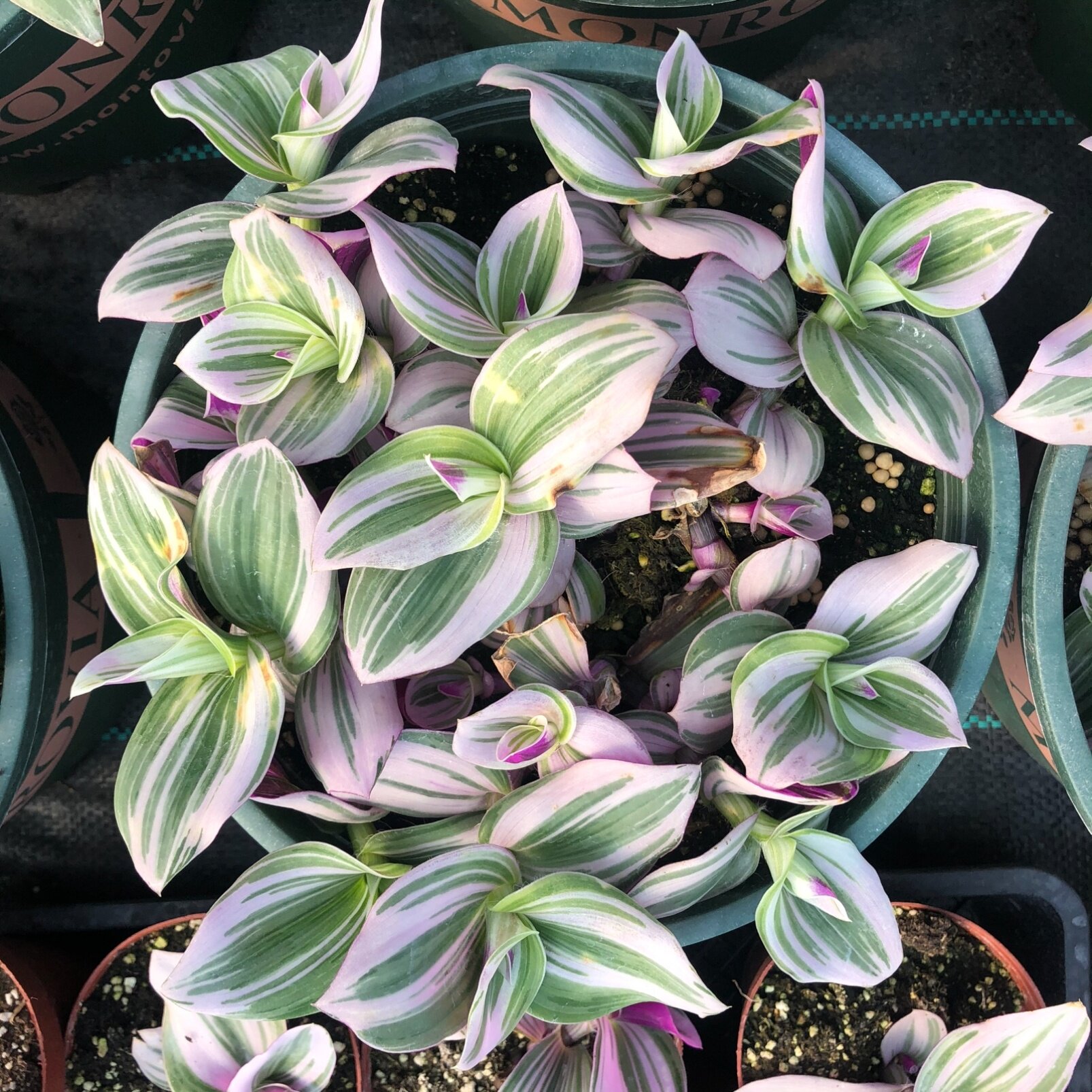 油画婚礼吊兰锦盆栽阳台新年绿植耐寒吊篮花卉客厅室内网红盆栽