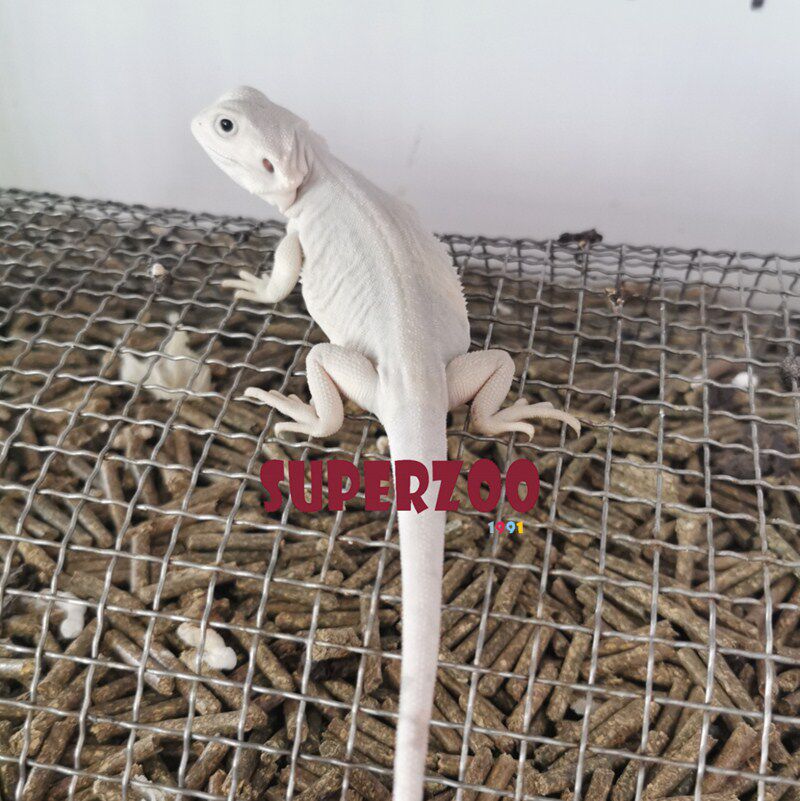 蜥蜴活物入门级爬宠物豹纹守宫鬃狮蜥幼体温顺不咬人爬虫懒人异宠