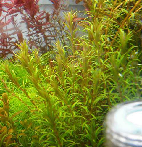 南美小百叶,水草小百叶,小百叶草u0028自家出产)(1枝)