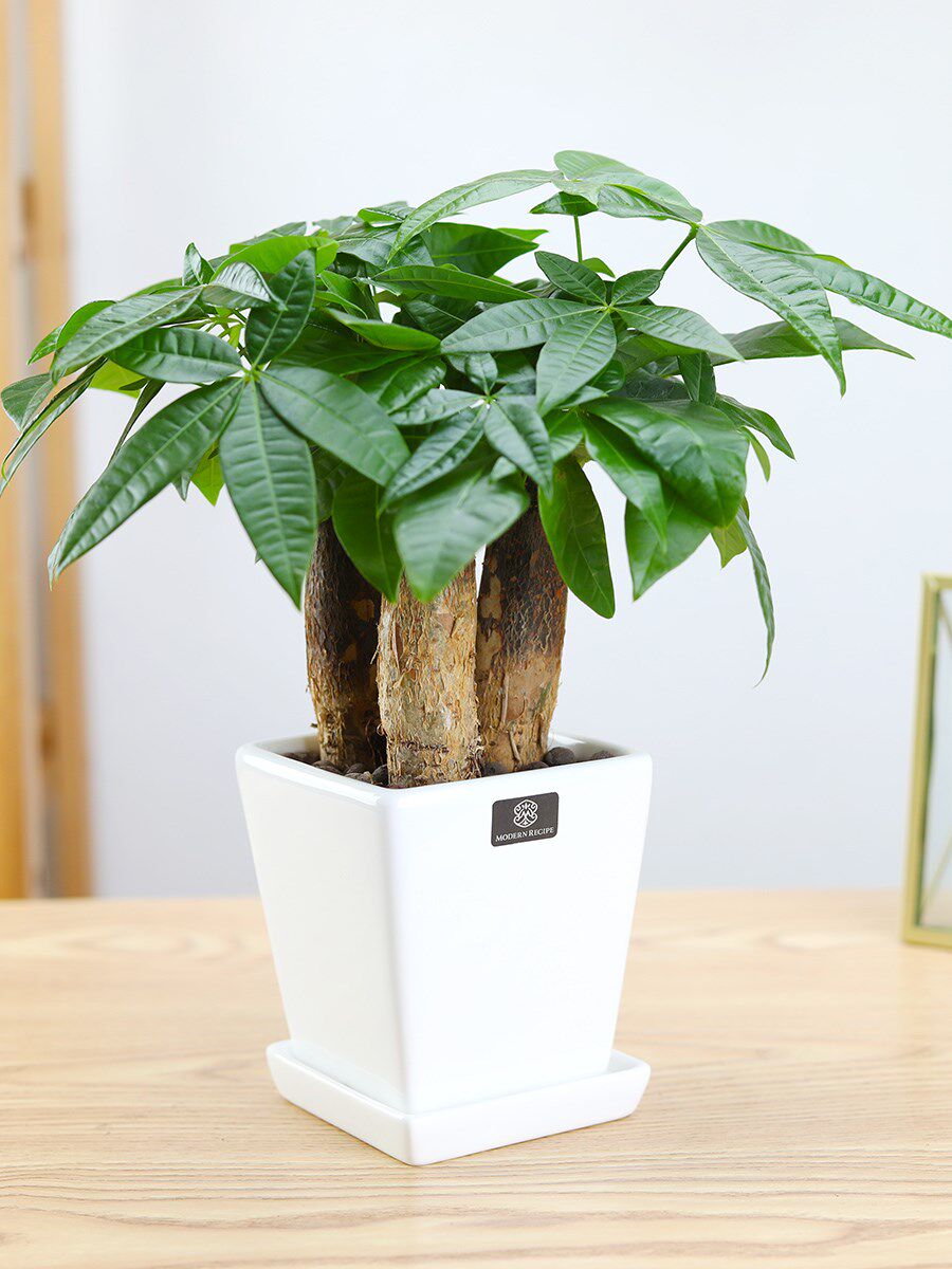 发财树三株盆栽办公室内绿植吸甲醛桌面植物招财树盆景客厅花卉