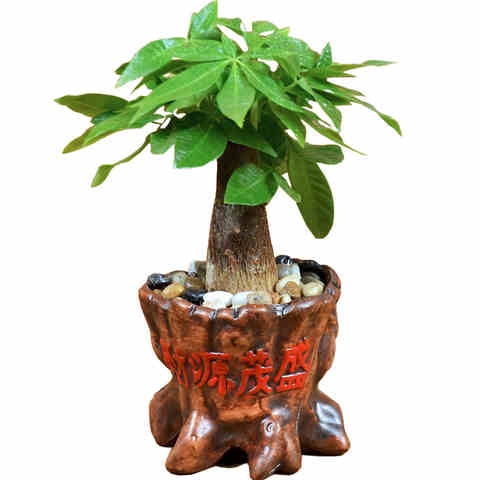 发财树盆栽植物办公室招财小盆栽花卉室内客厅绿植大盆景四季常青