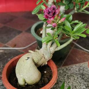 多色沙漠玫瑰老桩怪根嫁接重瓣多色四季 开花喜阳耐旱懒人花卉好养