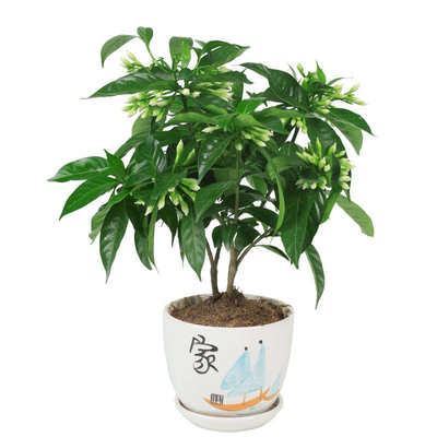 丁香花夏季好养包活盆栽室内客厅阳台植物四季开花芳香花卉加湿