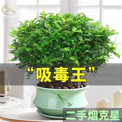 驱蚊草植物室外清香木盆栽驱蚊神器室内不需要阳光家中二手烟克星