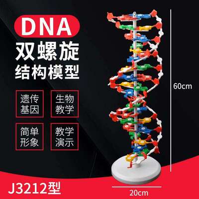 DNA双螺旋结构模型大号高中分子结构模型60cmJ33306脱氧核苷酸链