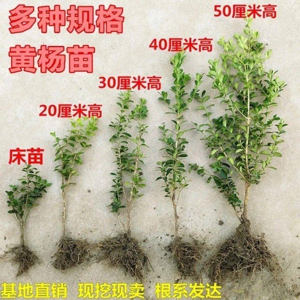 小叶黄杨树苗耐寒庭院绿化四季常青瓜子黄杨苗直立法国冬青篱笆苗