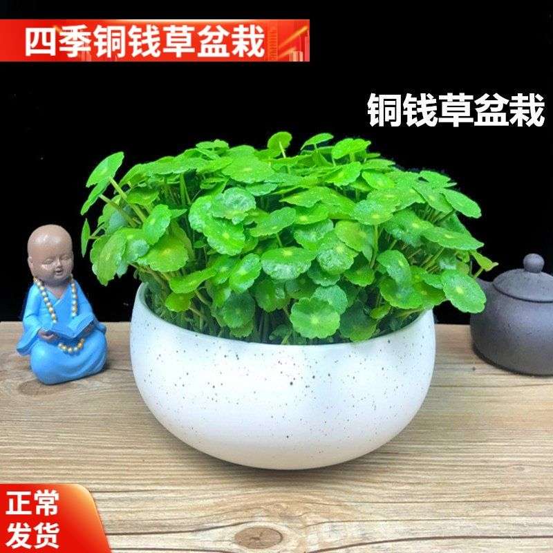 【四季水培土培铜钱草盆栽】金钱草水培植物花卉水养套餐送花盆