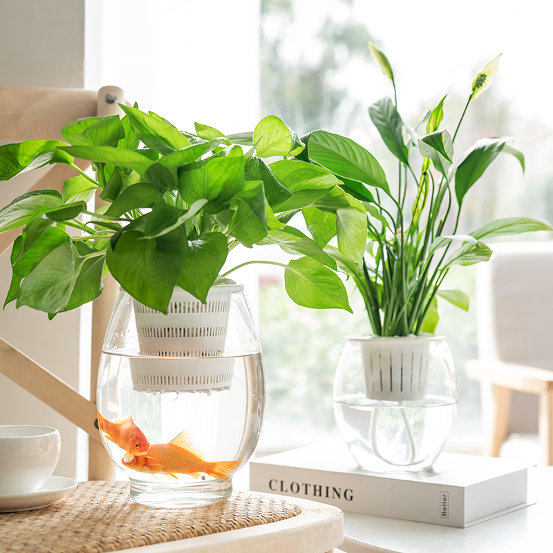 玻璃透明水养金钱草花盆瓶子器皿
