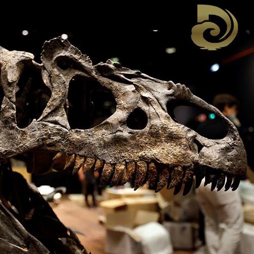 大型景区仿真霸王龙玻璃钢骨架室内博物馆恐龙头骨化石展览模型