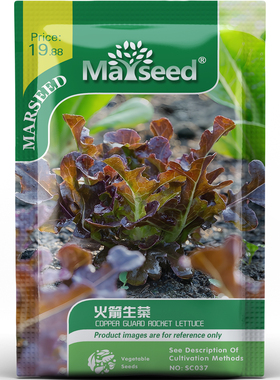 火箭生菜种子种苗挺拔箭叶辛辣风味三明治配菜盆栽佐餐蔬菜C188