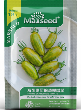 不列塔尼挚爱番茄种子种苗垂吊盆栽黄绿条纹蜜甜微酸高产蔬菜C002