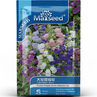 南欧混合色大花风铃花铃铛酒杯型花卉阳台庭院观赏好养活种子种苗