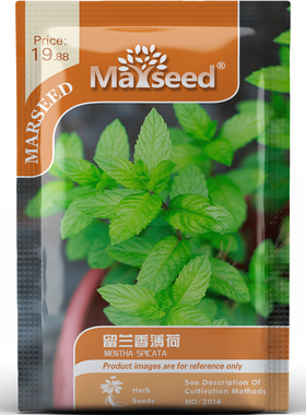 留兰香薄荷种子种苗清新风味酱料调配厨房精选盆栽地栽香草C151