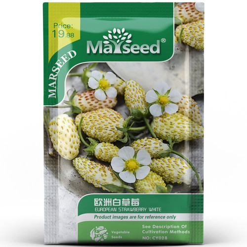 稀有欧洲白草莓梦幻奶油色带有菠萝风味阳台庭院水果种孑子籽