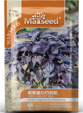 紫黑蛋白石罗勒种子种苗获奖品种墨玉叶脉甘草香沙拉料理蔬菜C169