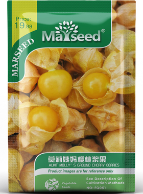 莫莉姨妈樱桃浆果种子种苗纸质外皮金黄果果酱沙拉盆栽蔬菜C021