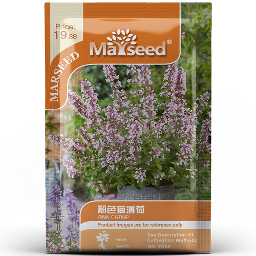 花园猫快乐粉红猫薄荷庭院种子