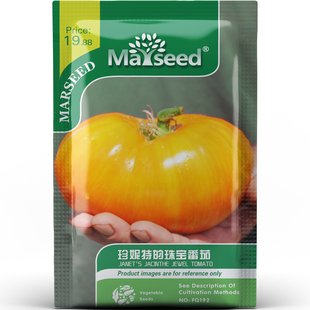珍妮特的珠宝番茄种子种苗橙黄金纹牛排果甜润多汁盆栽蔬菜C114