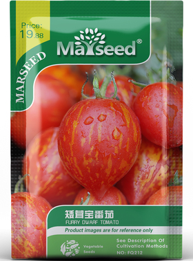 矮茸宝番茄种子种苗橙红晕染果尖李造型绒毛触感沙拉盆栽蔬菜C125