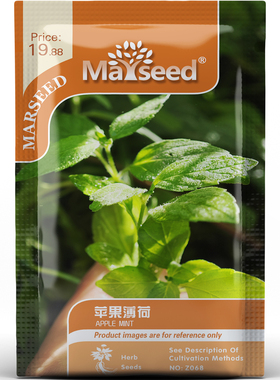 苹果薄荷种子种苗天鹅绒触感毛绒叶温和苹果清香盆栽地栽香草C172