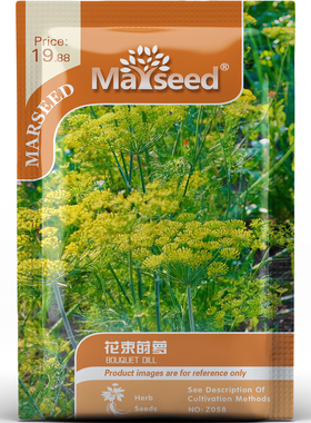 花束莳萝种子种苗优雅嫩绿羽叶金黄花序厨用点缀观赏两用蔬菜C168