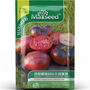 金属质感玛莎星际战斗牛排番茄浓郁醇厚庭院春秋蔬菜种子种苗A198