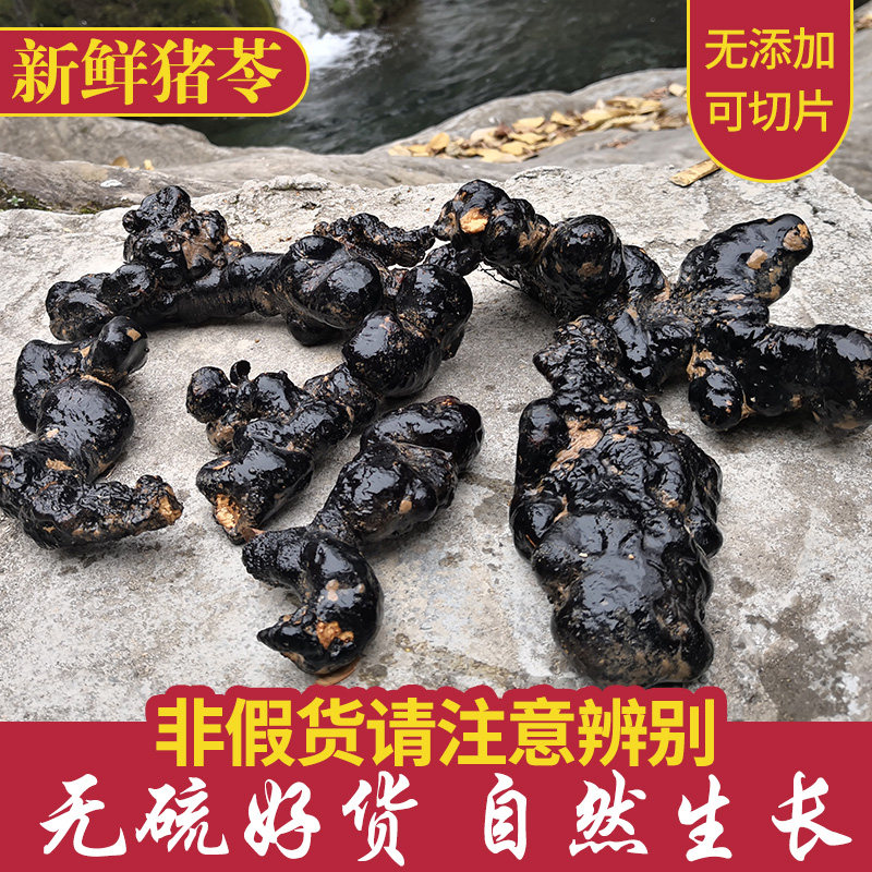 秦岭深山野生新鲜大猪苓现挖现发野生新鲜猪屎苓静萱筛选500g包邮