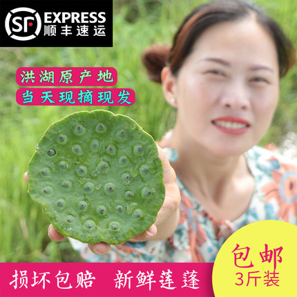 顺丰洪湖新鲜莲蓬2026现摘生吃莲子米嫩甜水果孕妇当季嫩莲蓬米