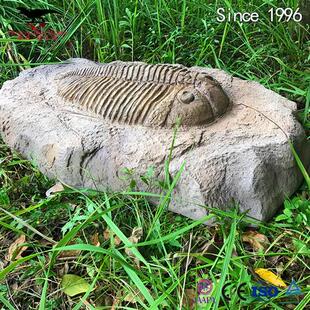 仿真三叶虫化石骨架玻璃钢树脂材质制作恐龙化石模型厂家