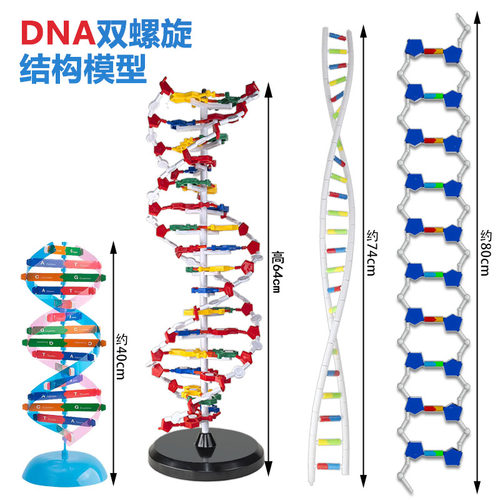 沪教学生文具生物教学