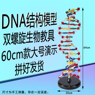 沪教学生用DNA分子双螺旋结构模型CGAT碱基对DIY小制作遗传基因小学科学初中高中生物生命减数分裂染色体组件