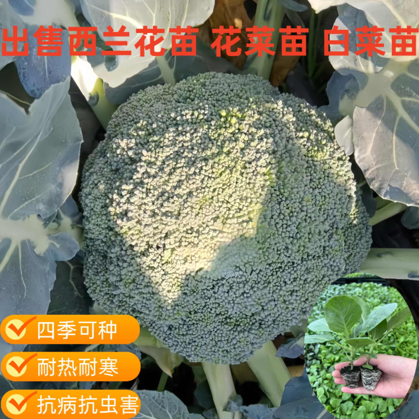 西兰花秧苗青梗松花菜苗花椰菜耐寒秋冬季白菜苗牛心甘兰苗蔬菜苗图片