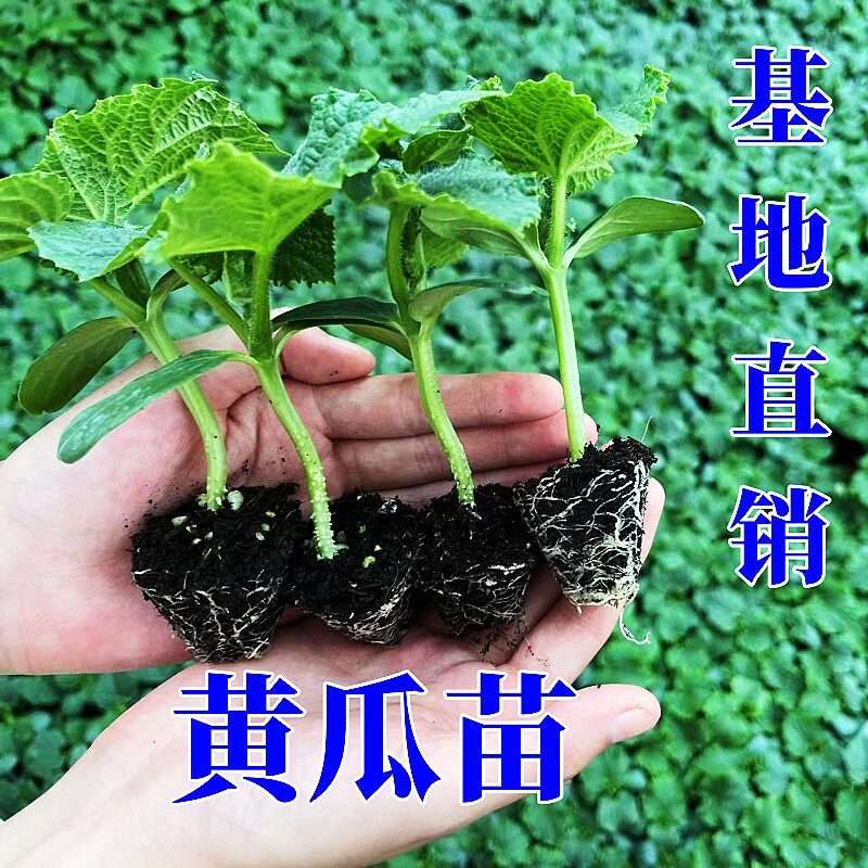 水果黄瓜苗秧阳台荷兰玉女盆栽南方秋季小青瓜春播四季种子蔬菜苗