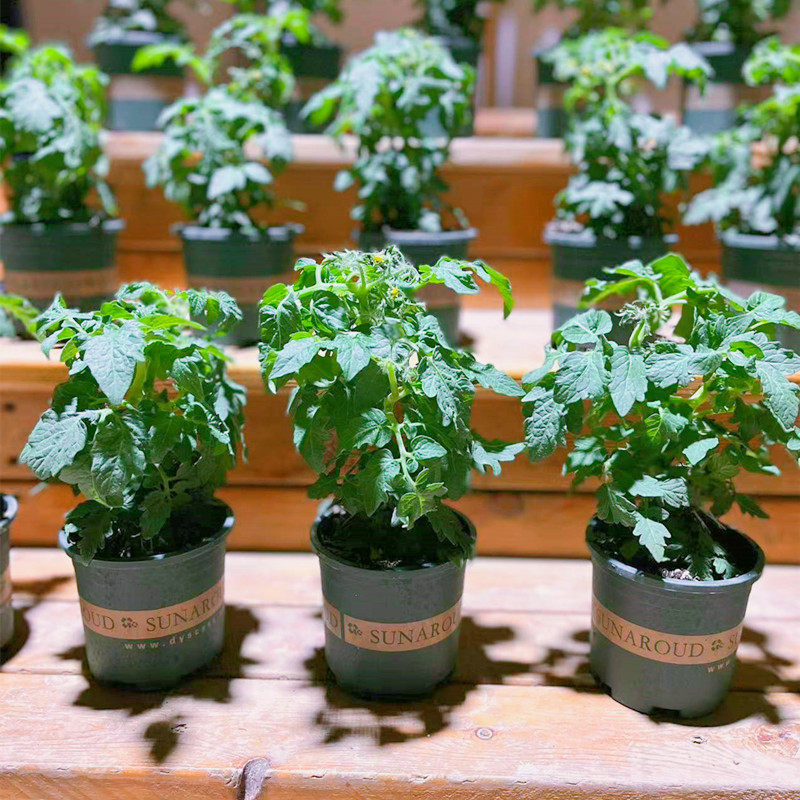 蔬菜苗西红柿千禧苗四季阳台盆栽圣女果幼苗台湾矮生小番茄秧有机